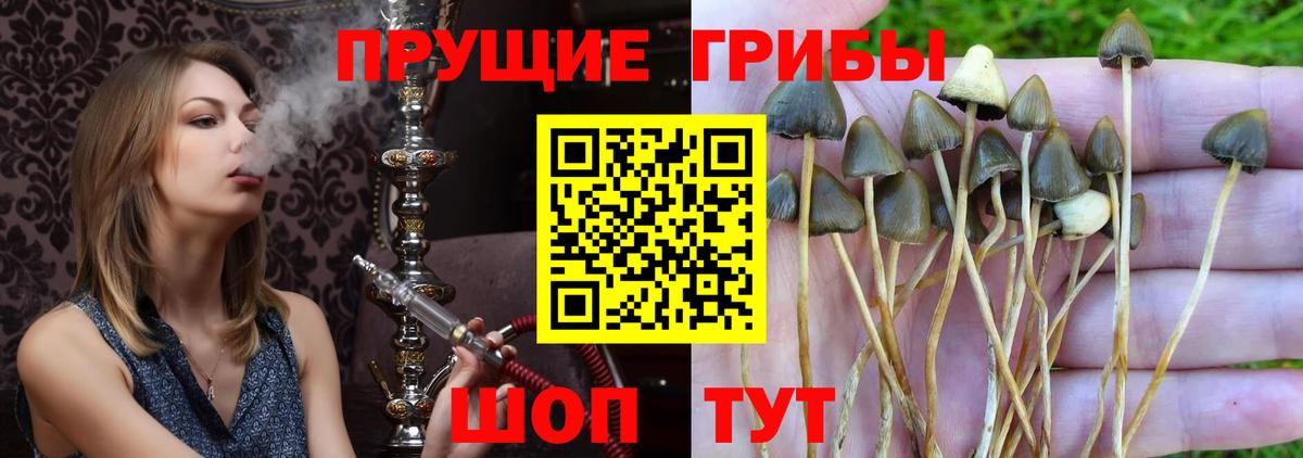 Псилоцибиновые грибы MAGIC MUSHROOMS Чистополь